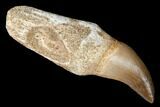 Fossil Rooted Mosasaur (Halisaurus) Tooth - Morocco #174294-1